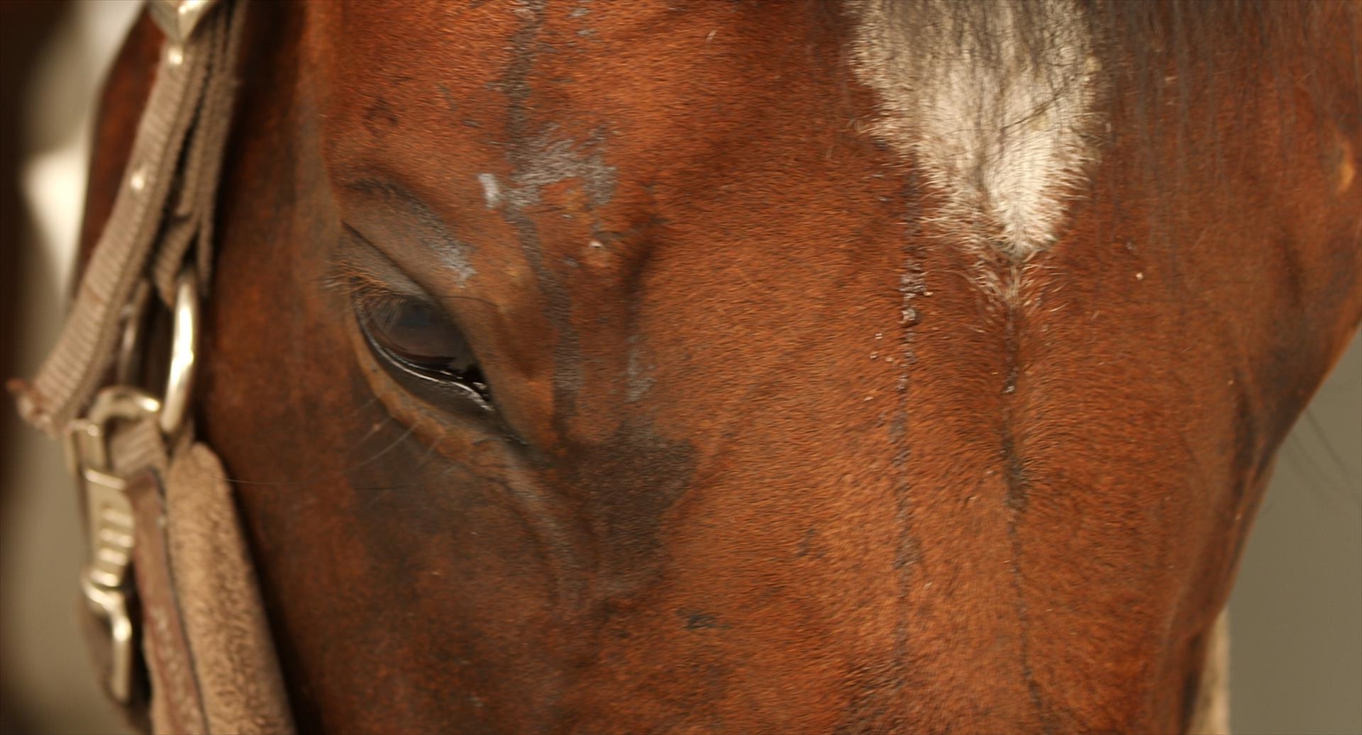 Rapido schlechter Zustand